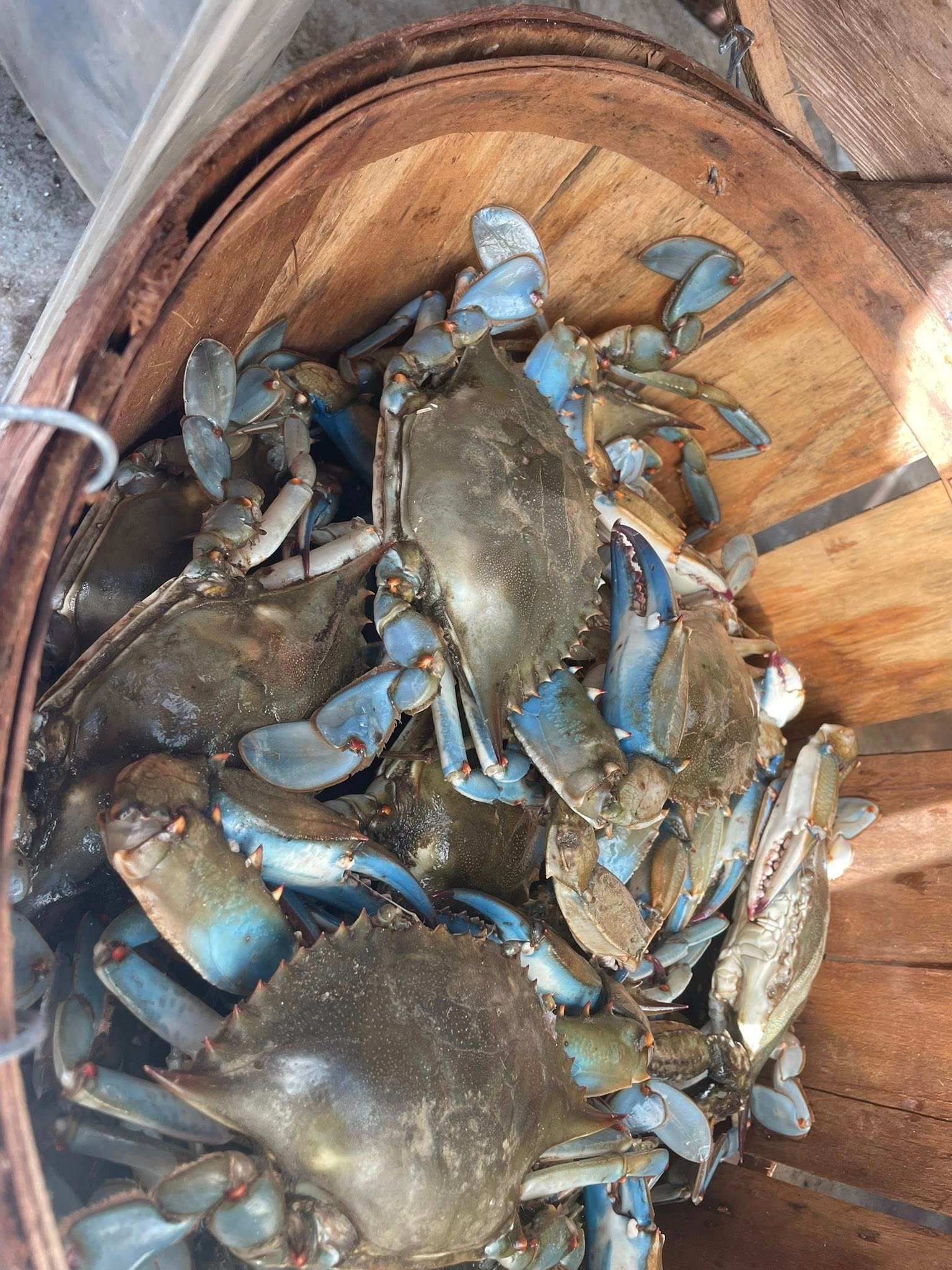 Jumbo Jimmies buy crabs near Gambrills