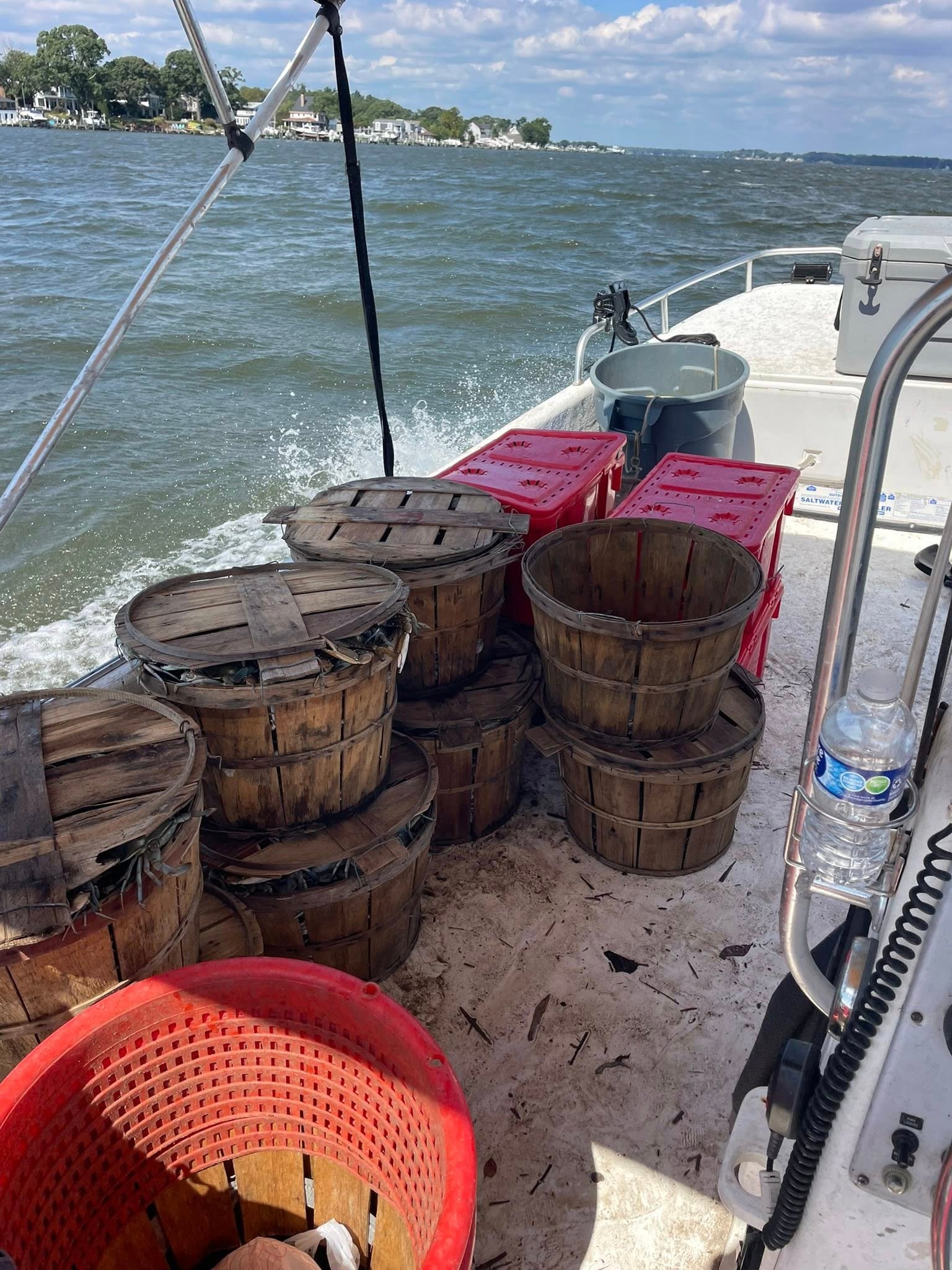 Maryland Crabs