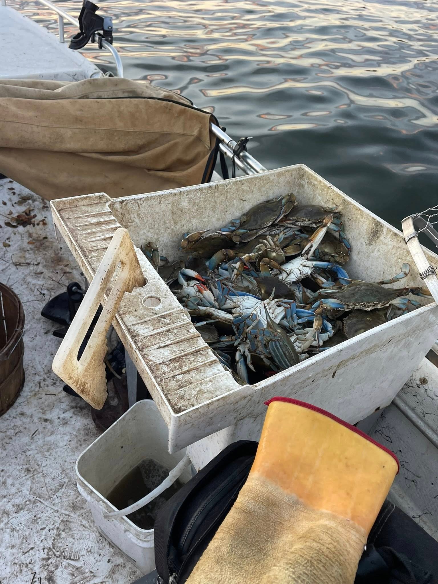 Maryland Crabs
