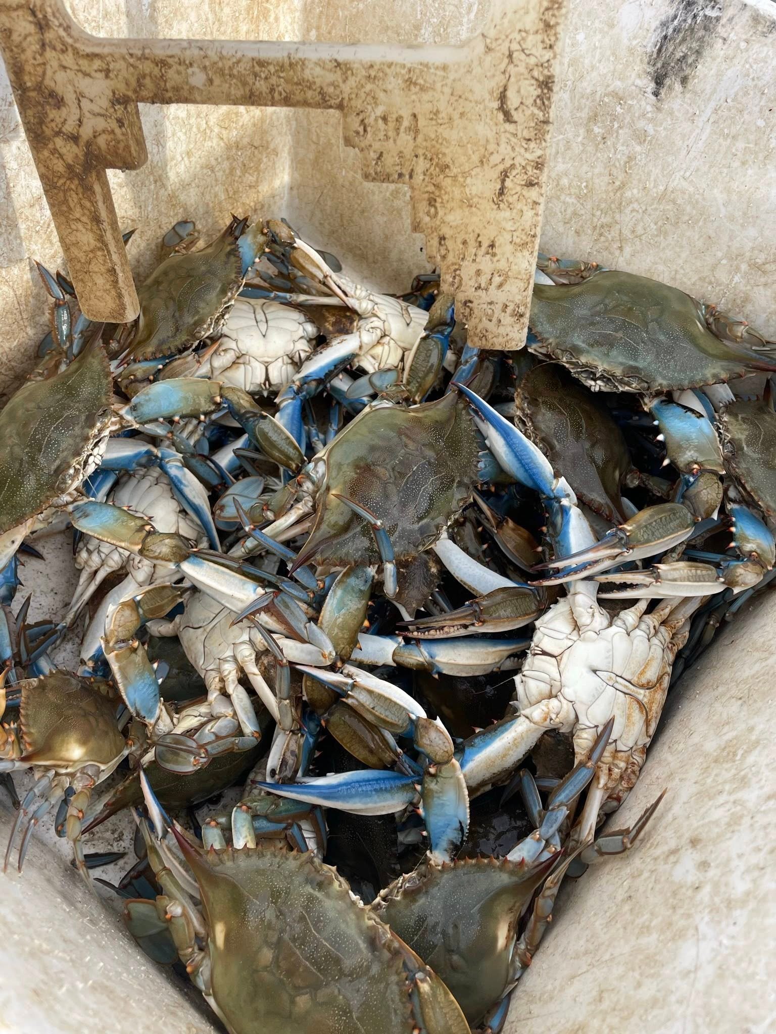 Maryland Crabs