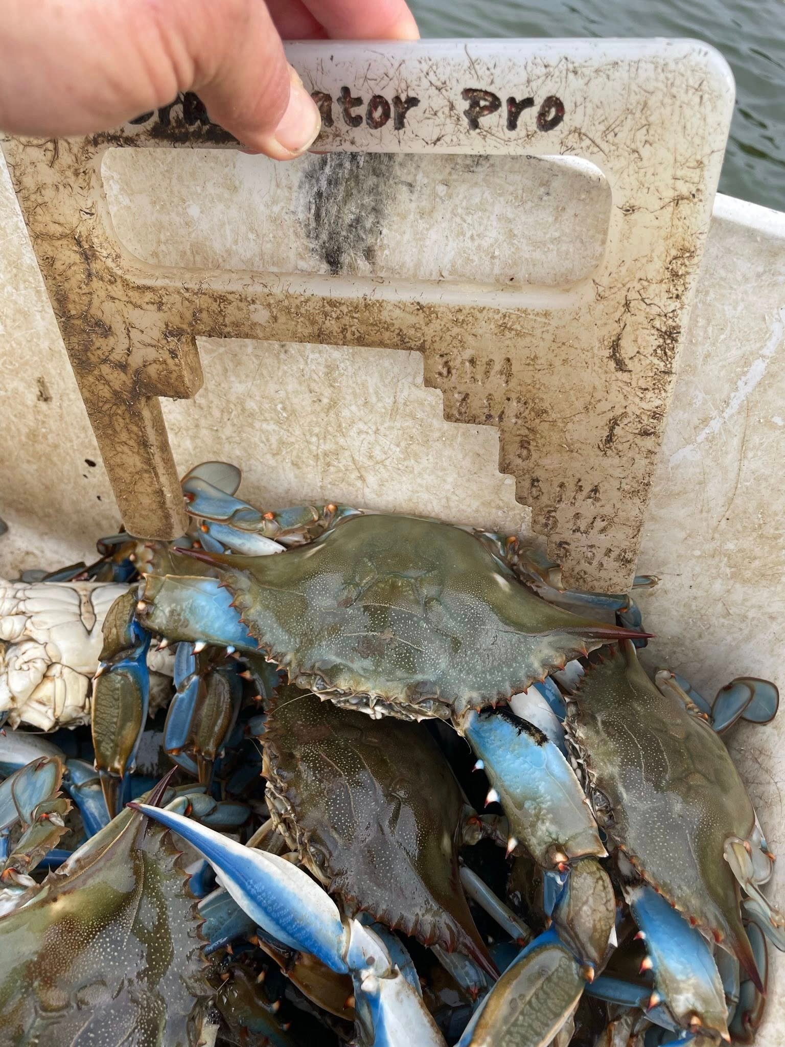 Maryland Crabs