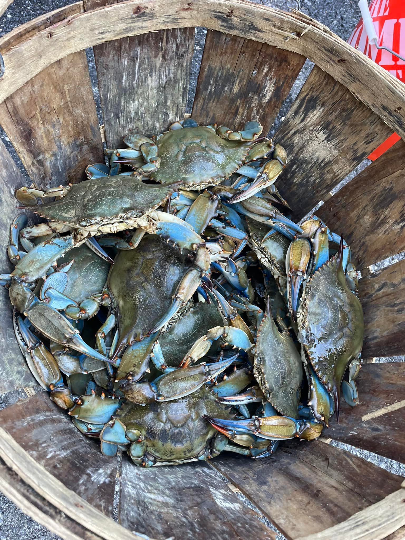 Heavy Maryland blue crabs Glen Burnie area