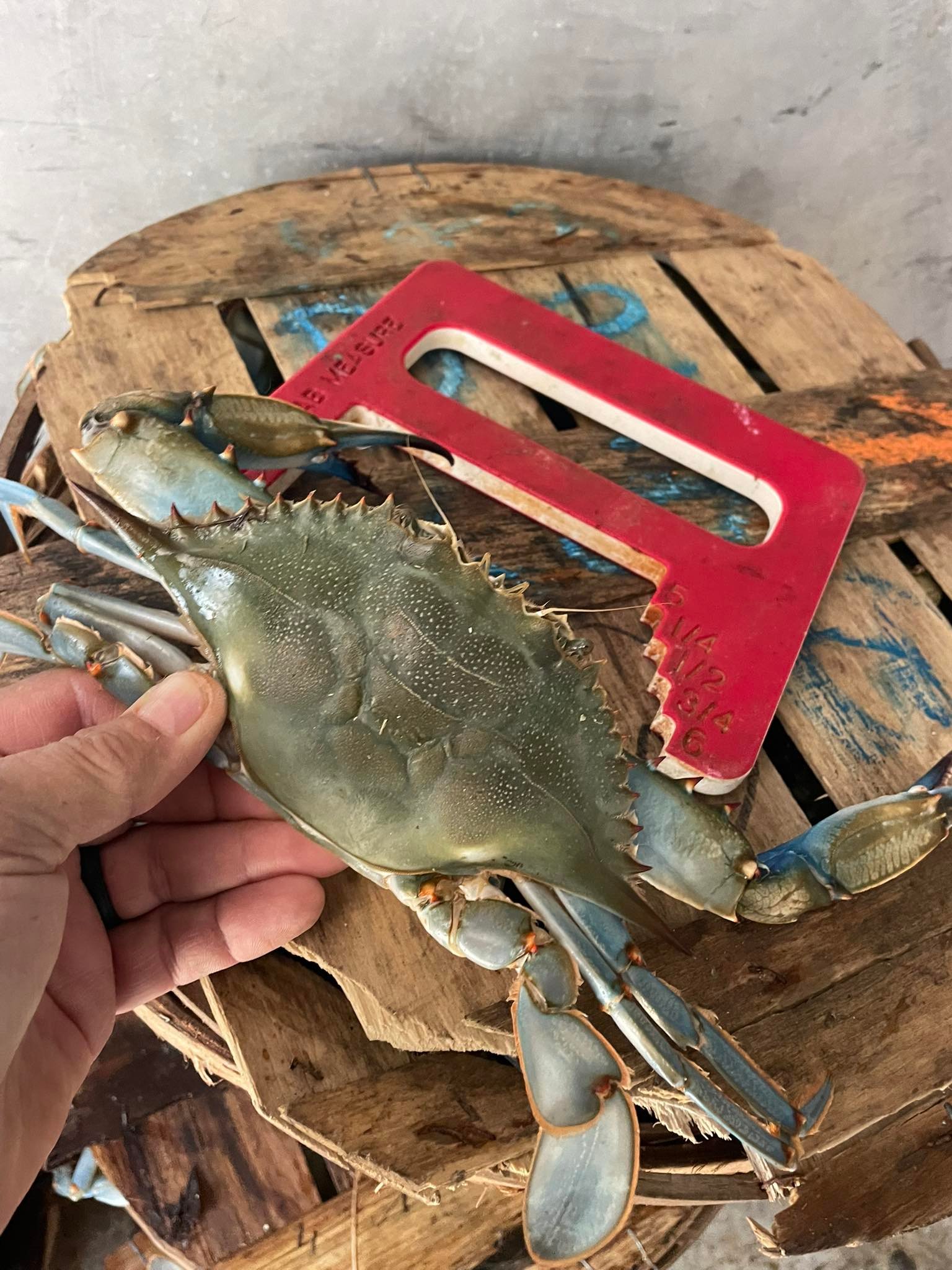 Maryland Crabs