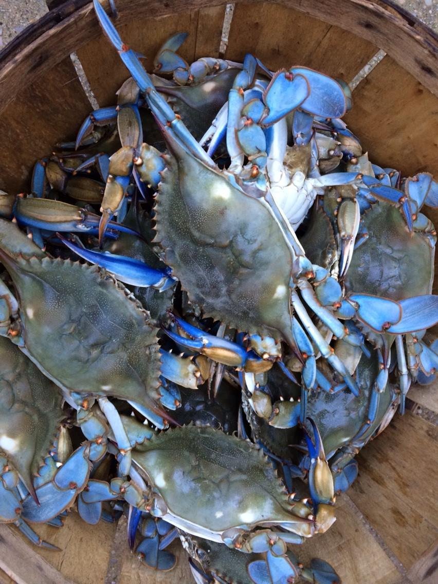 Maryland Crabs