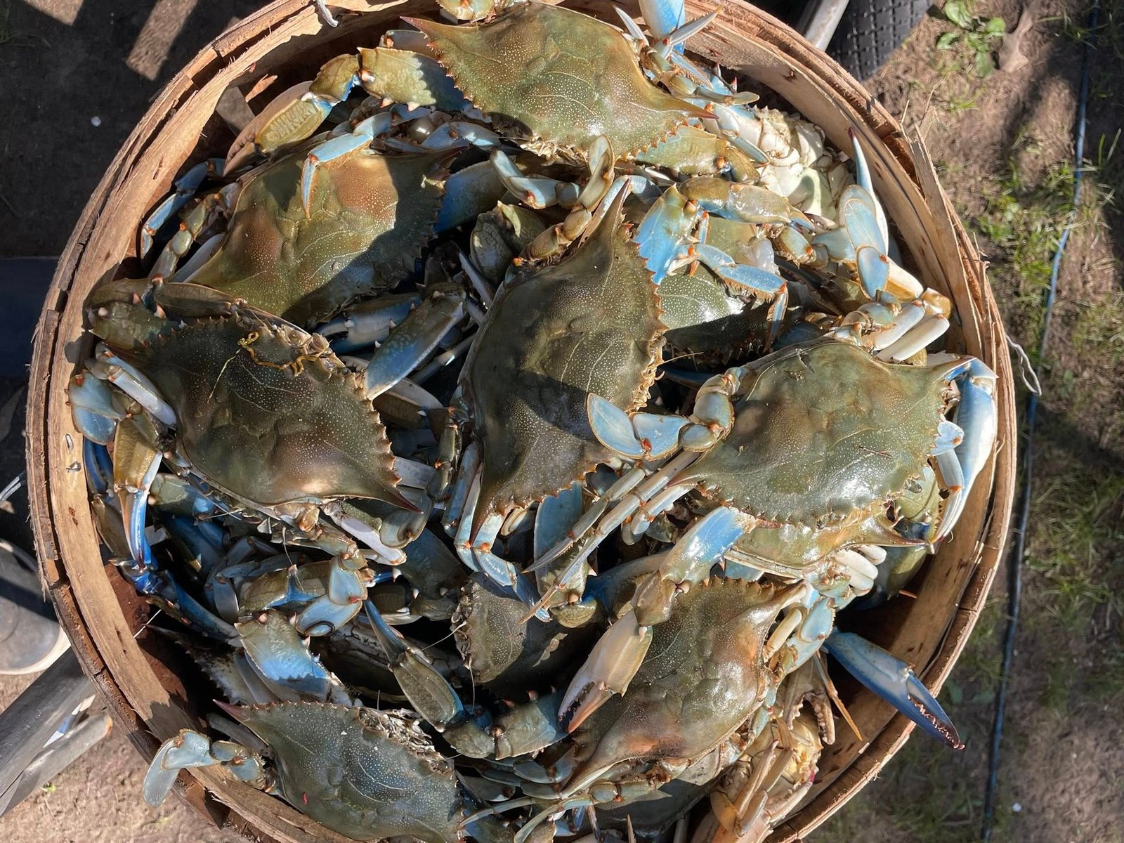 Heavy Maryland blue crabs Pasadena area