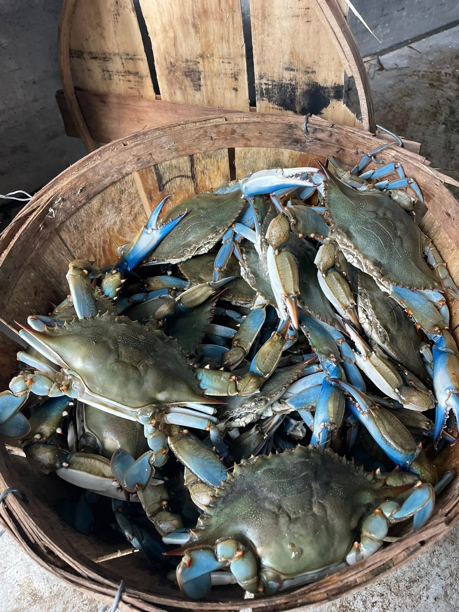 Maryland Crabs