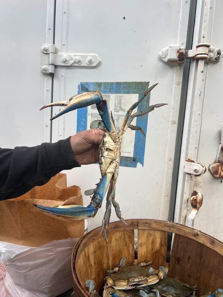 Maryland Crabs