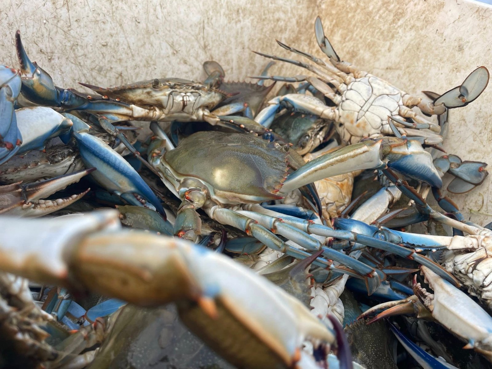 Maryland Crabs