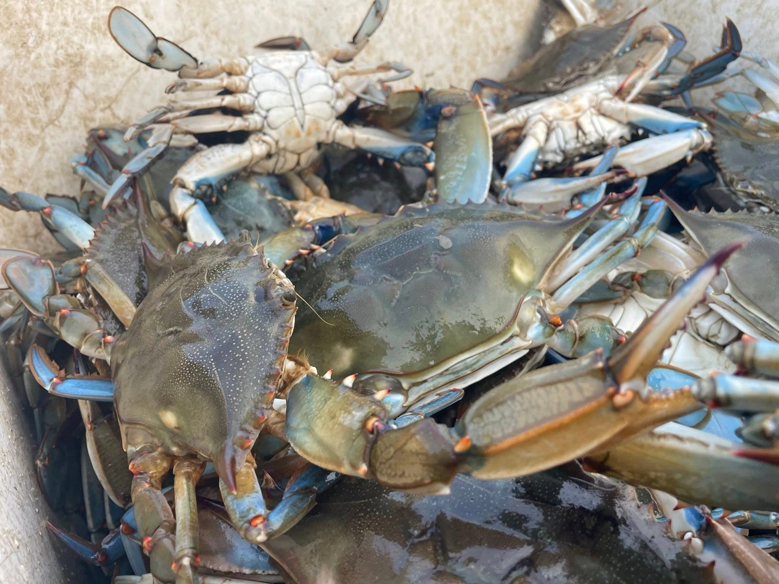 Fresh Maryland blue crabs near Glen Burnie MD