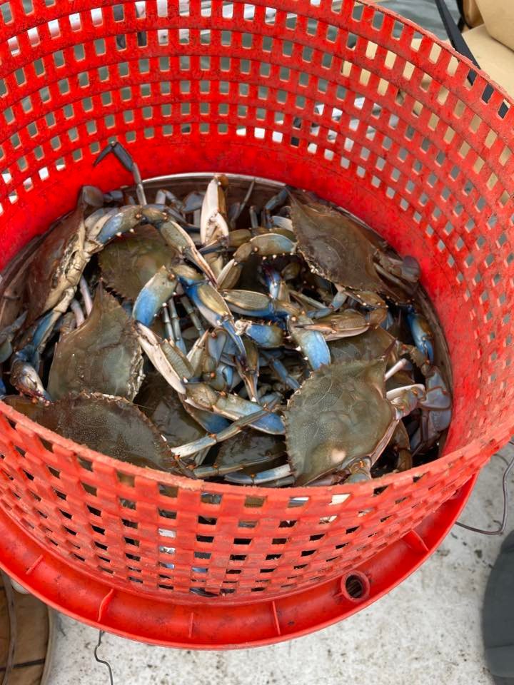 Steamed bushel crabs near Glen Burnie
