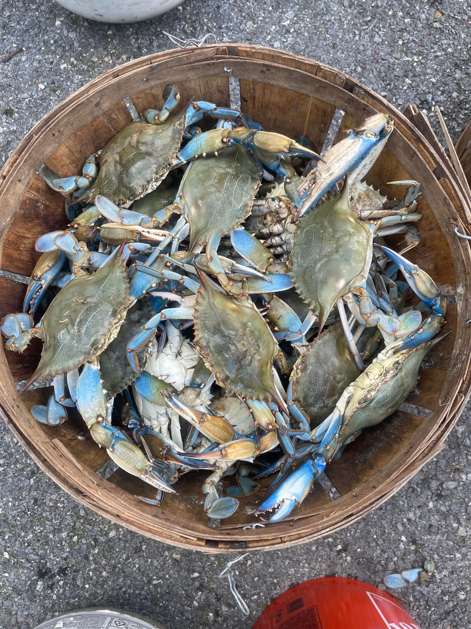 Maryland Crabs