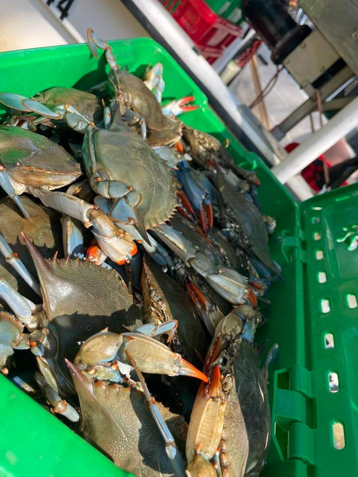 Maryland Crabs