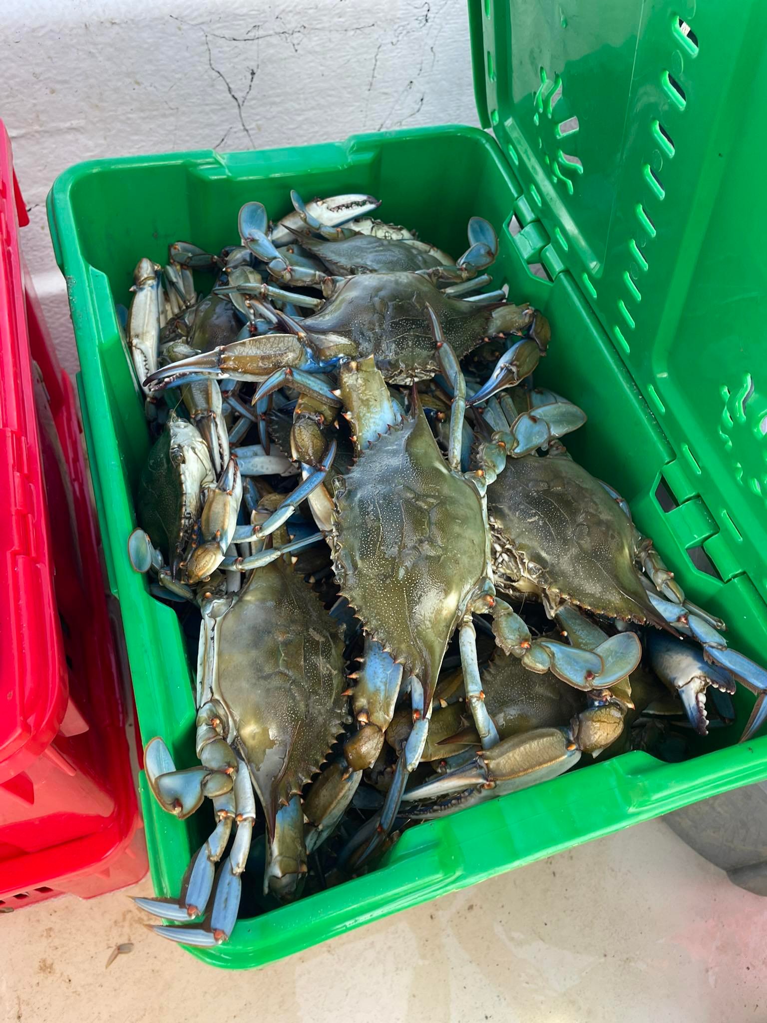Steamed bushel crabs near Millersville