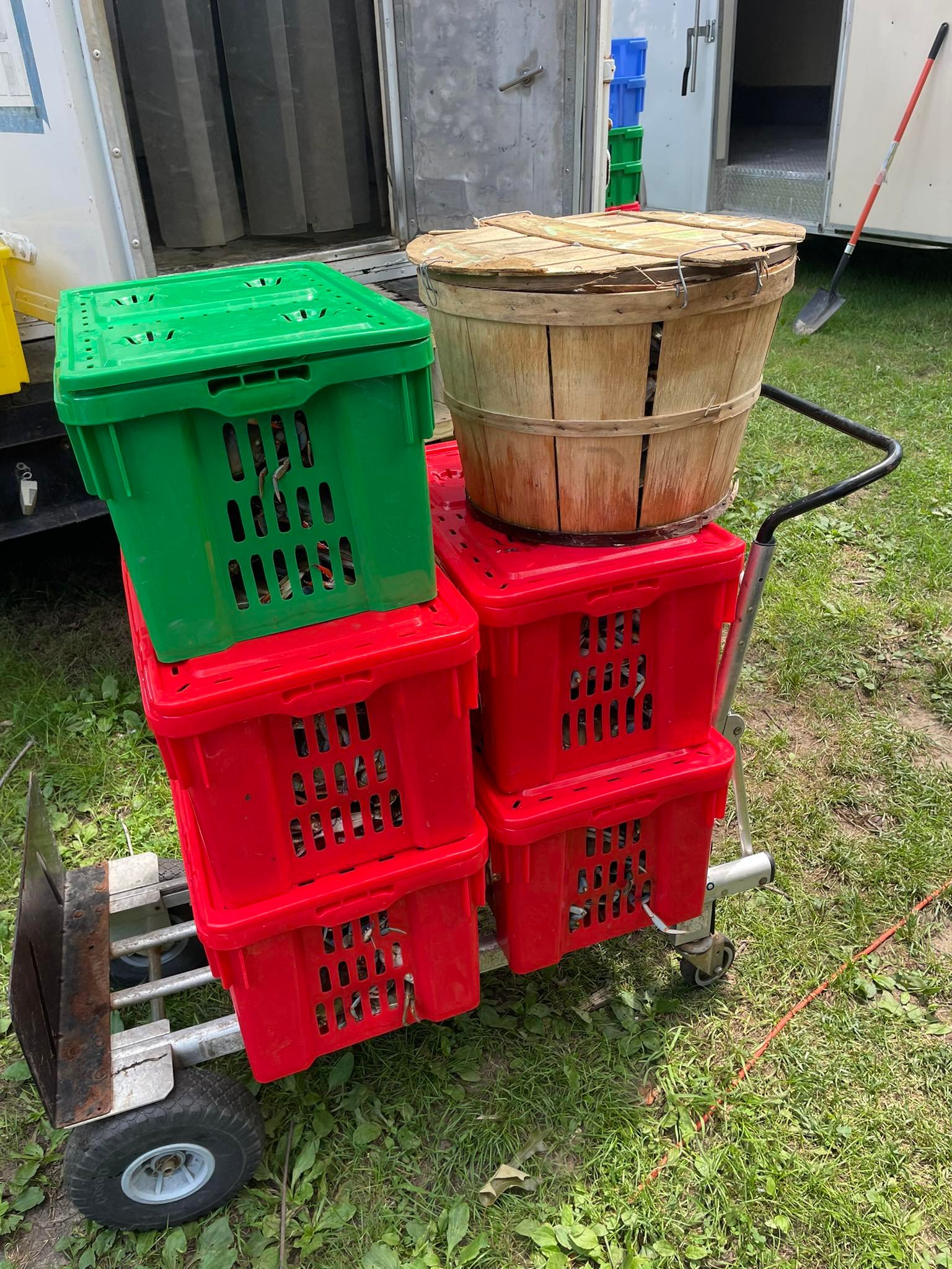 Maryland Crabs