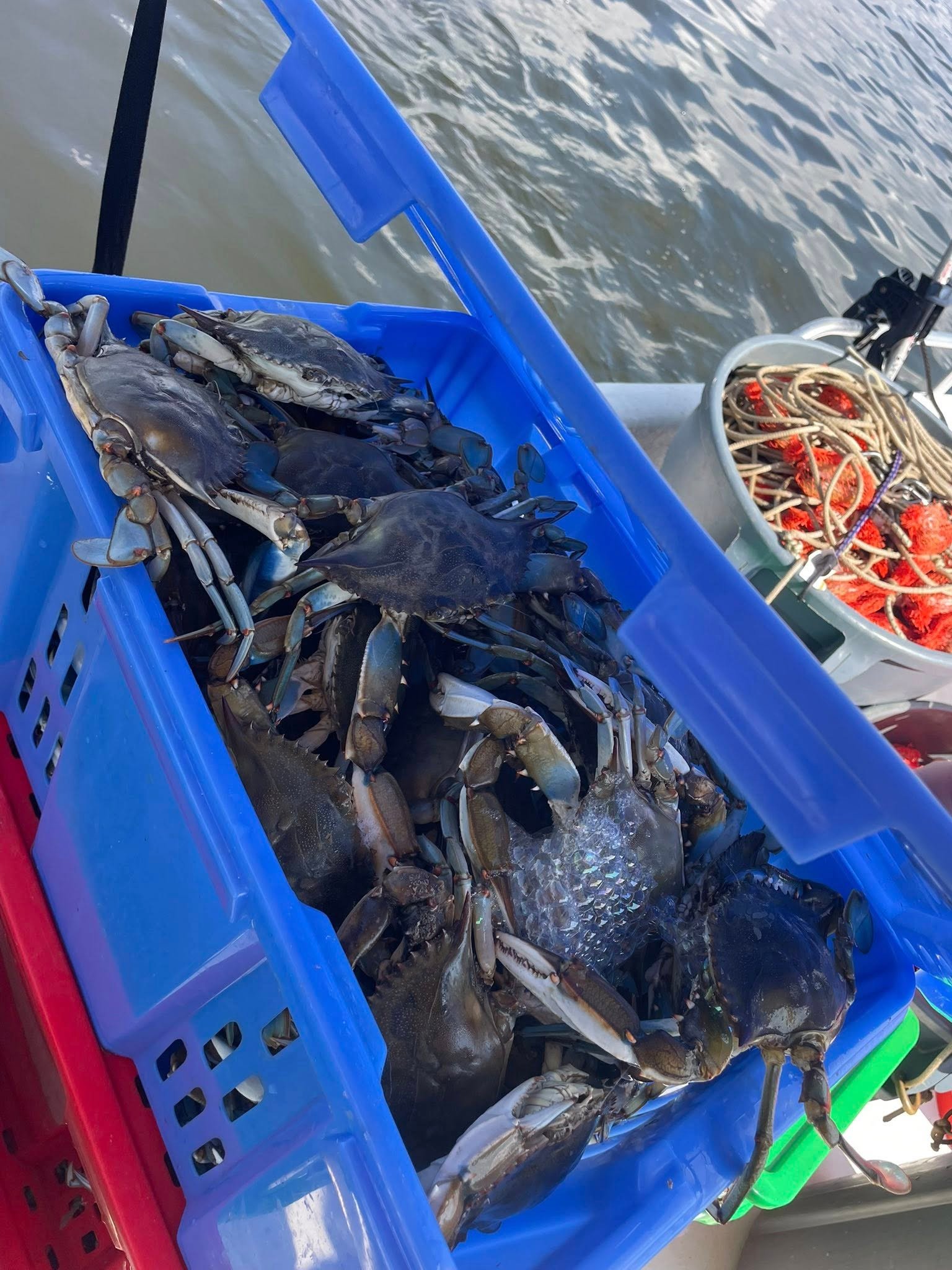 Monster Maryland crabs near Millersville