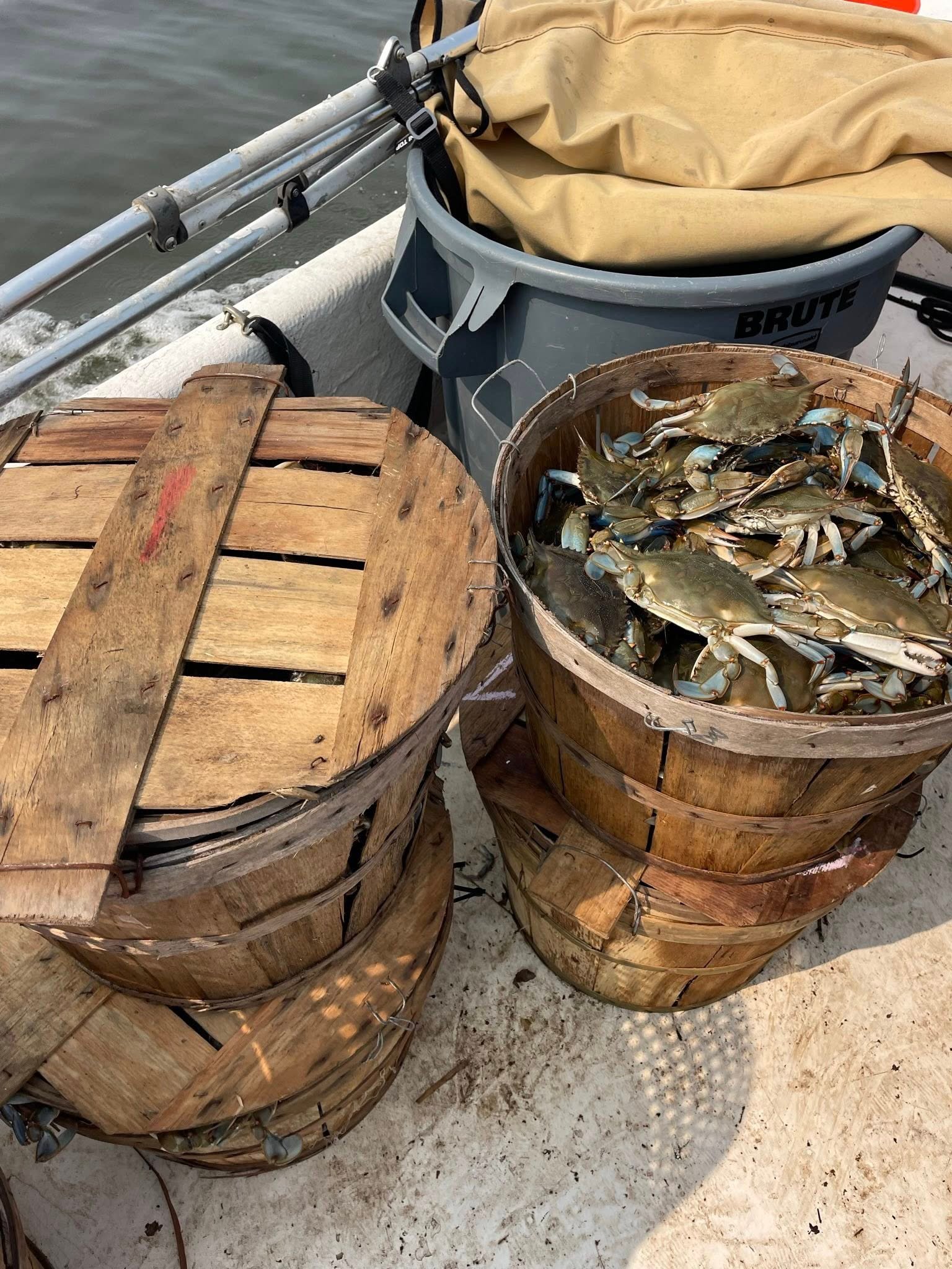 Maryland Crabs