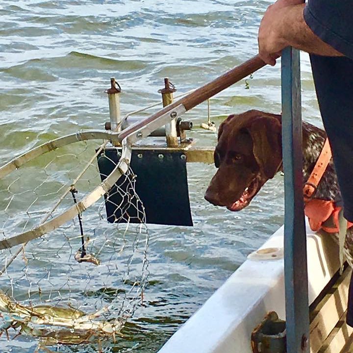Chesapeake crabbing boat Millersville area MD
