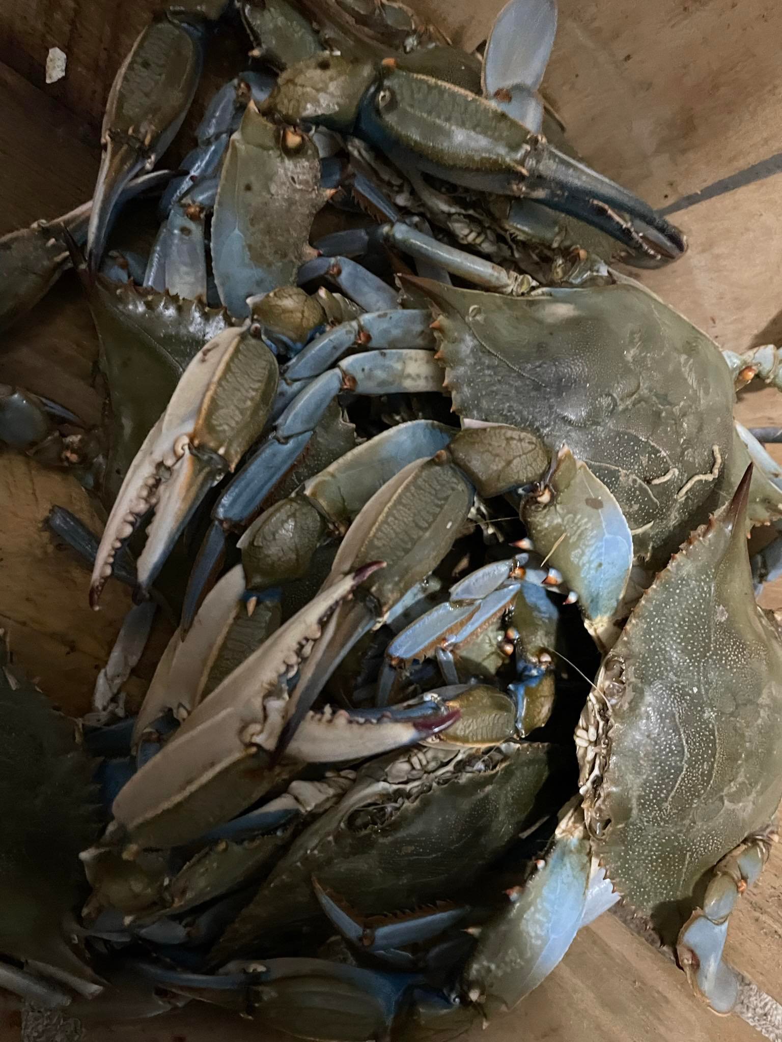 Maryland Crabs