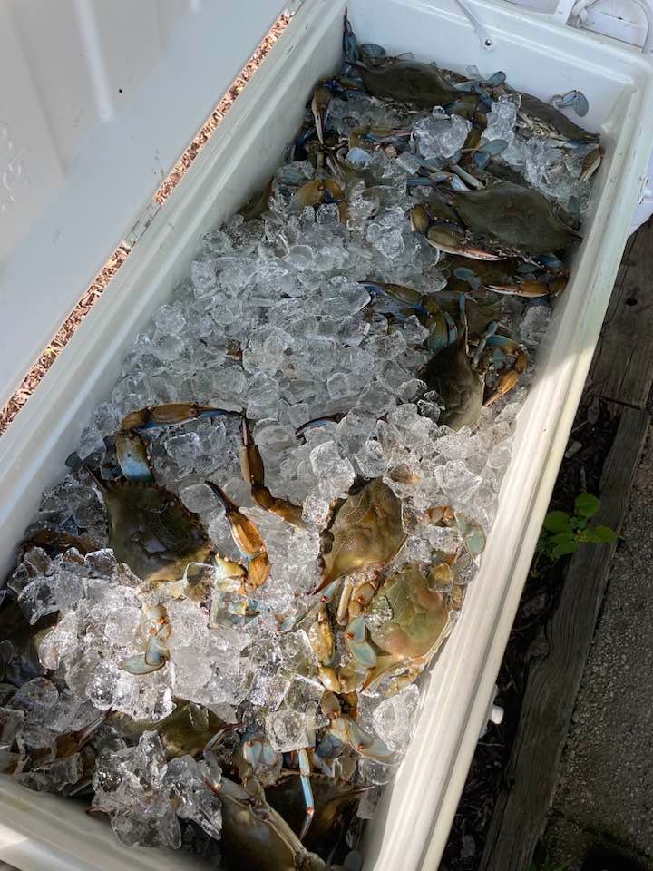 Maryland Crabs