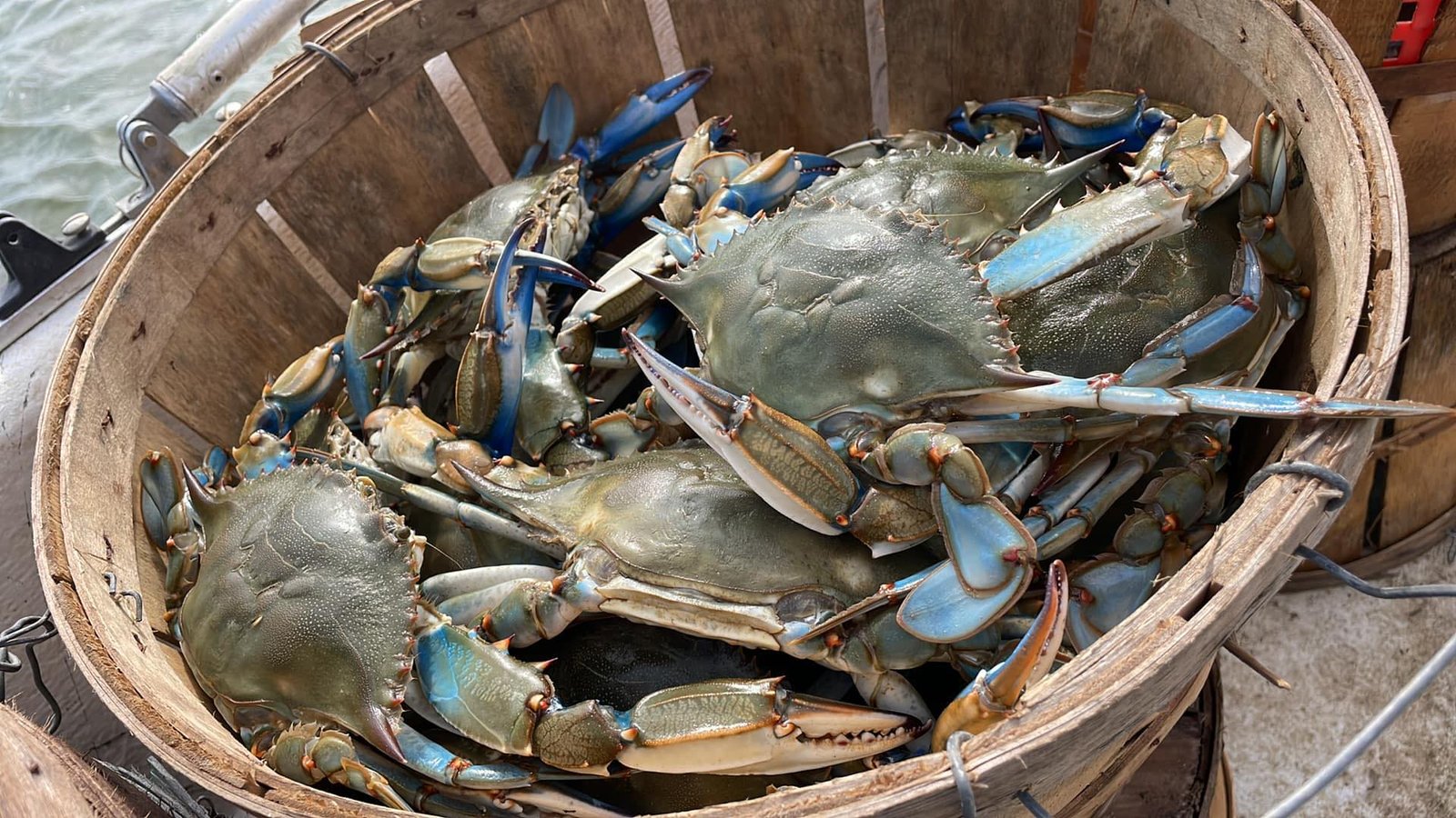 Maryland Crabs