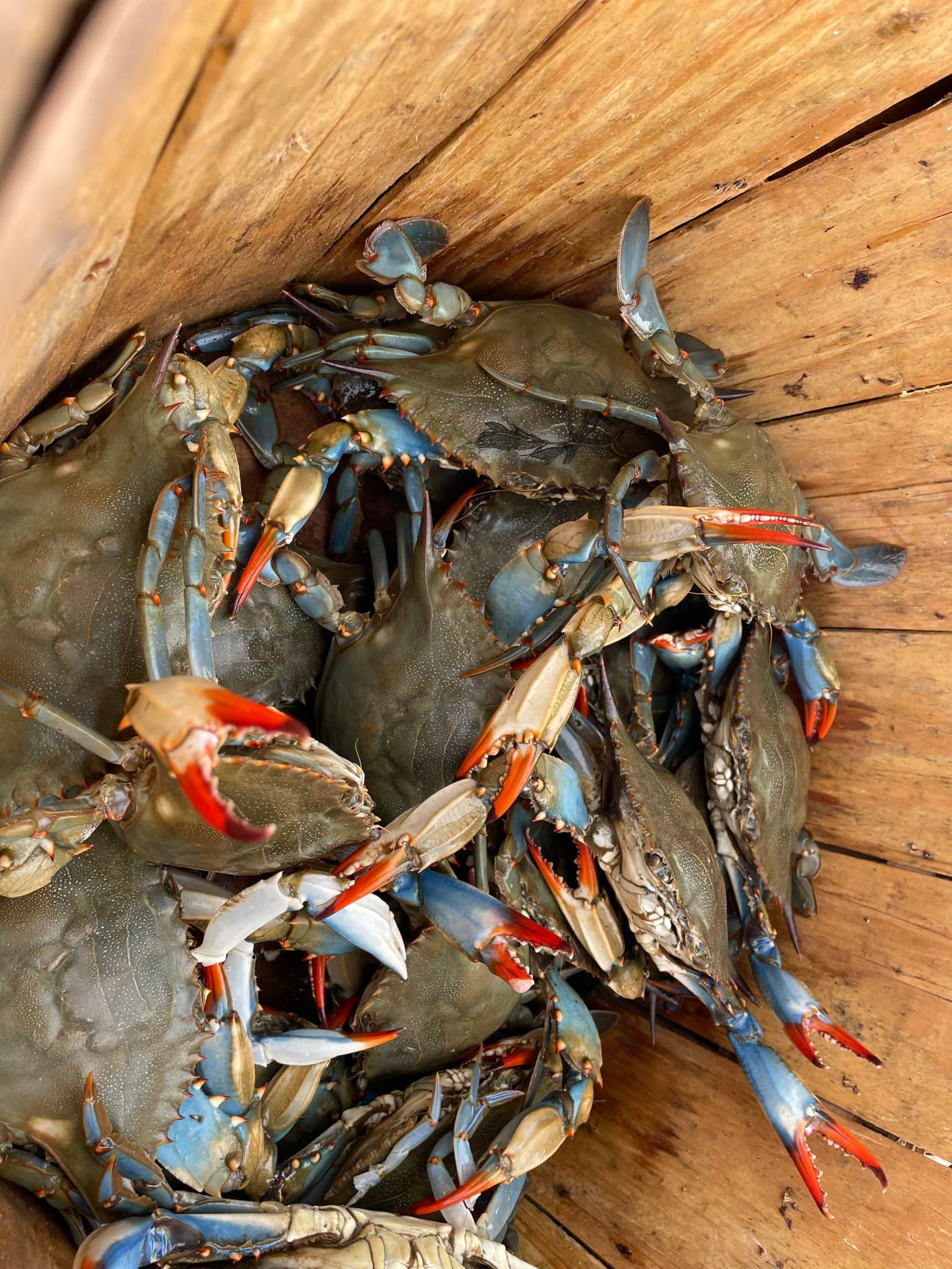 Female Maryland blue crabs near Pasadena