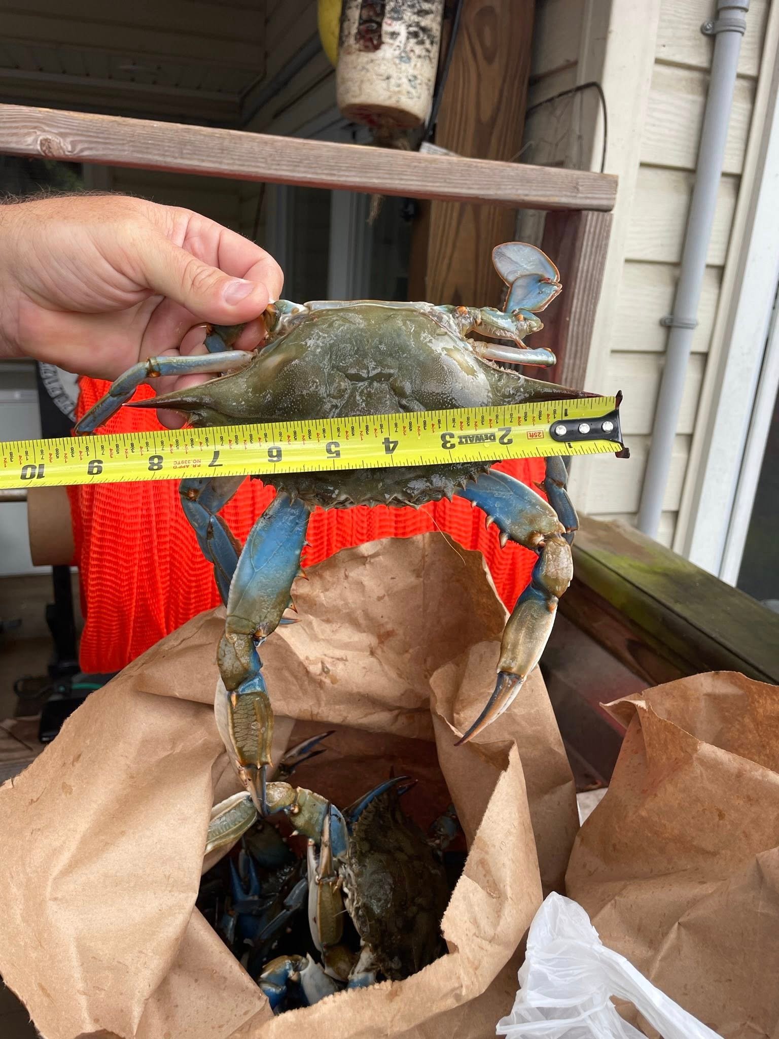 Jumbo Crabs Crownsville