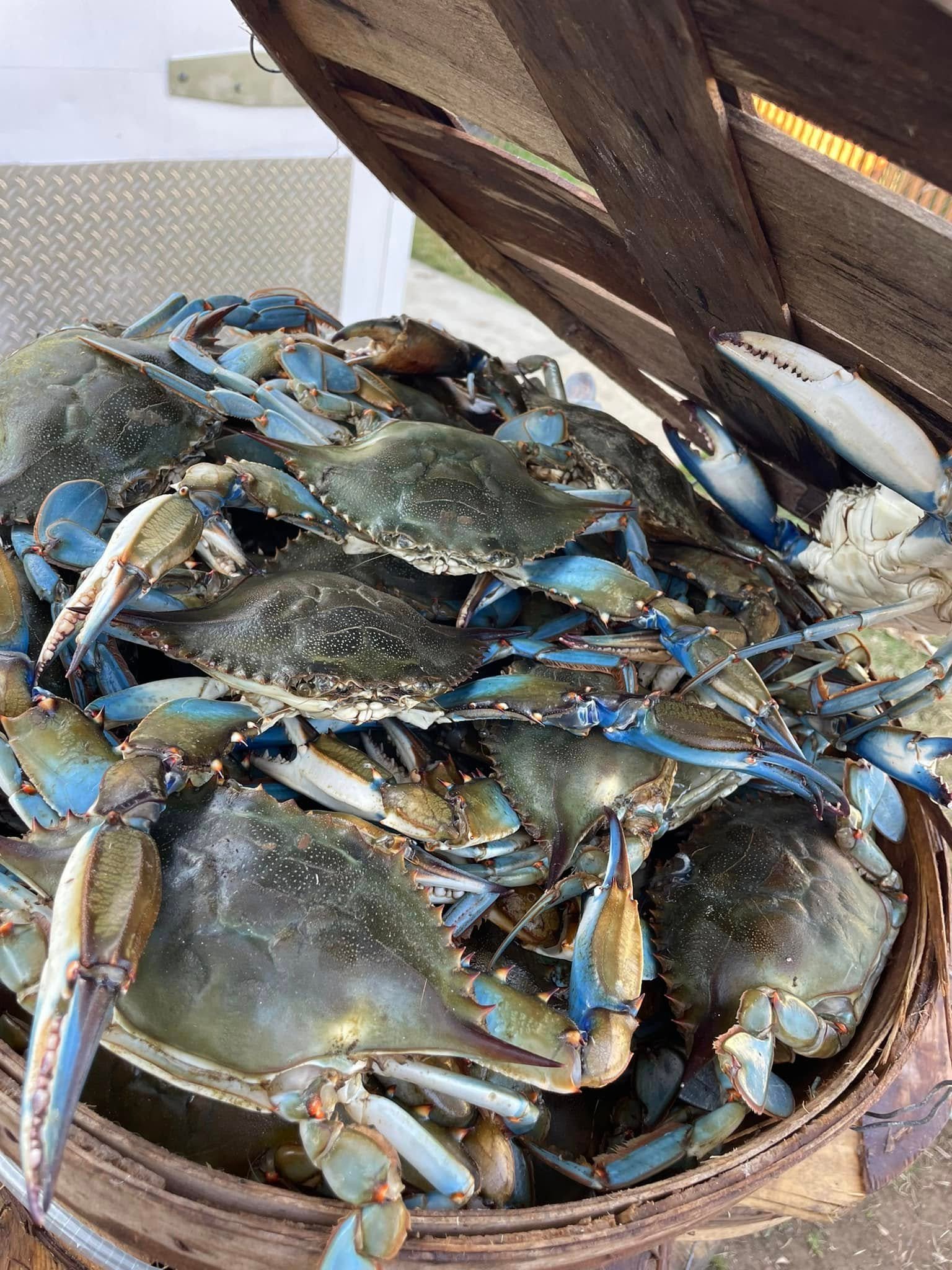 Maryland Crabs