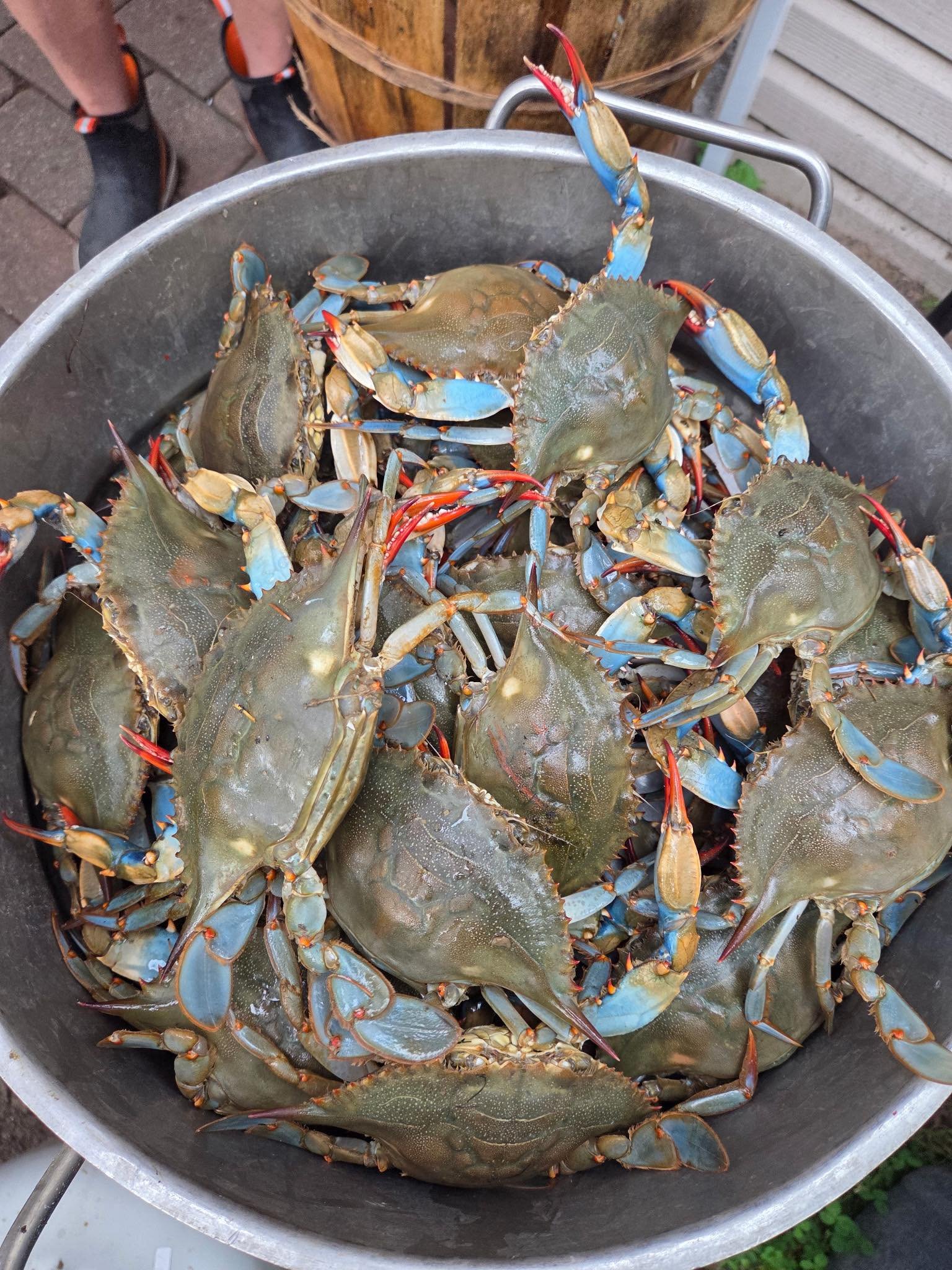 Maryland Crabs